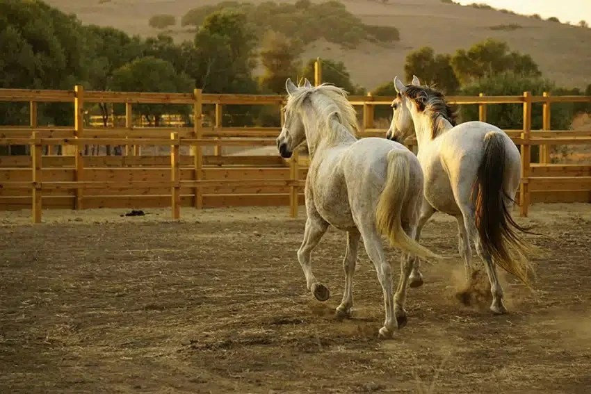 stellen sich vor Reiten in Andalusien Spanien