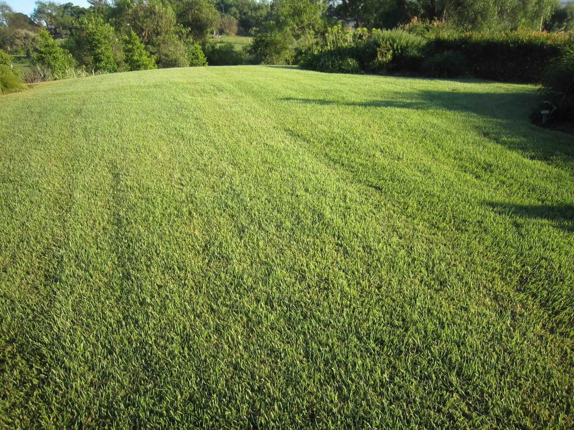 Turf Supplies Schofields Associated Turf