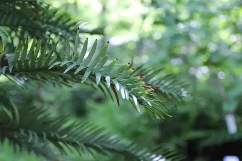 Wollemia Sequoia Valley Farms