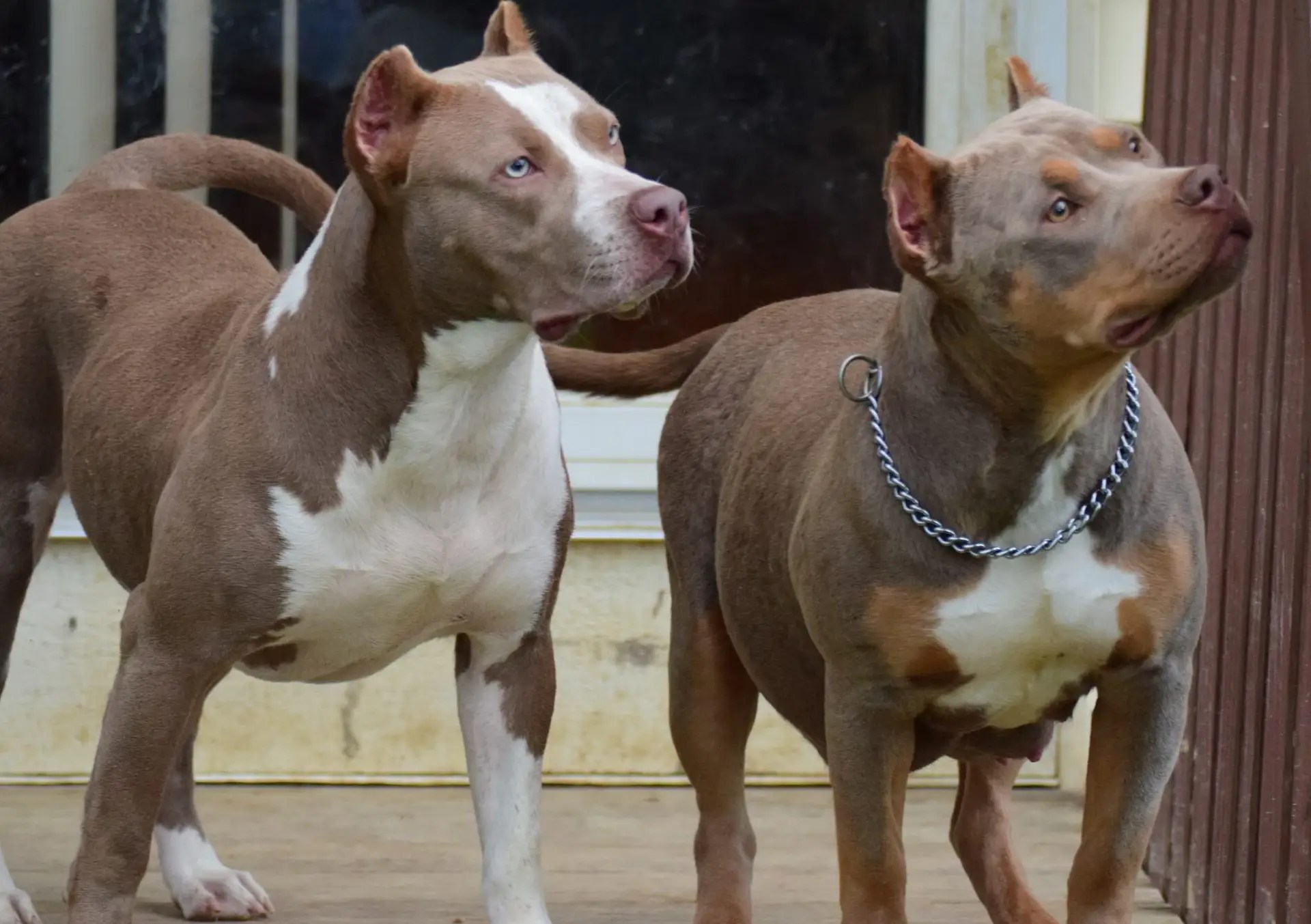 American Bully Females and pedigree info here at Bullies of Greatness
