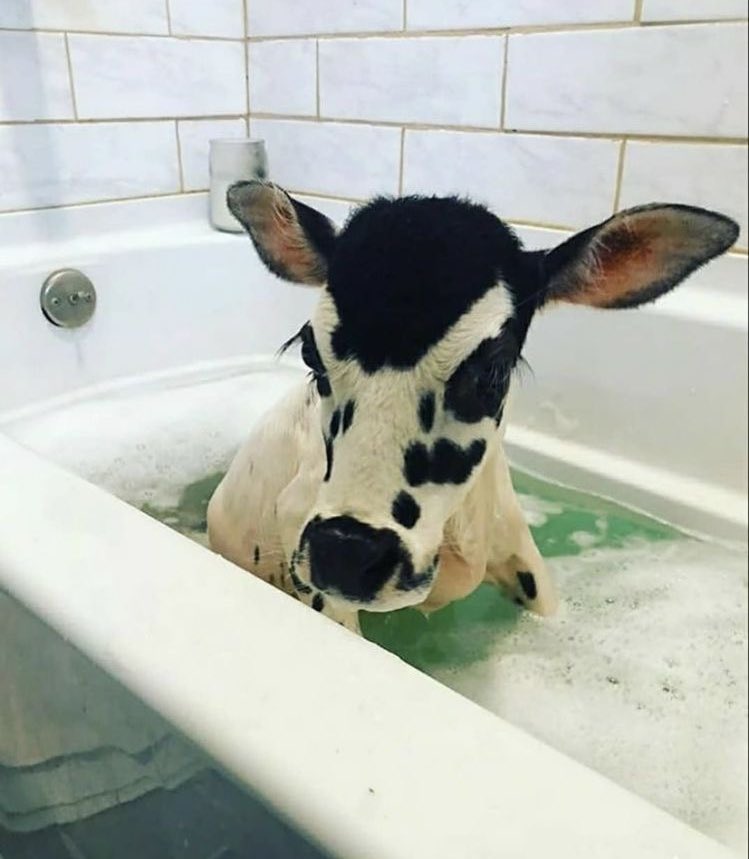 Baby cow taking a bath! MLTSHP