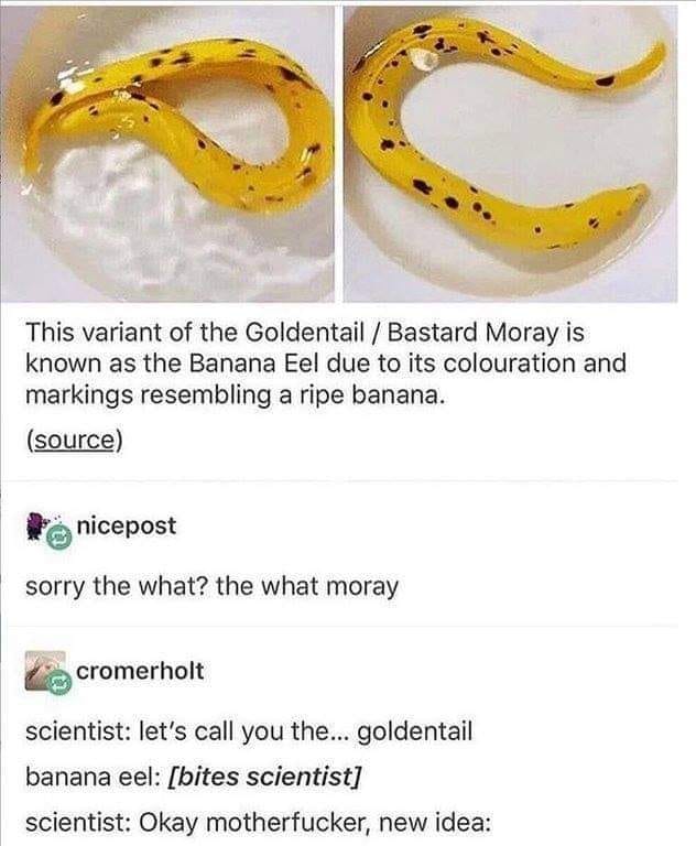 When an eel bites your leg / and the pain makes you beg / that's a