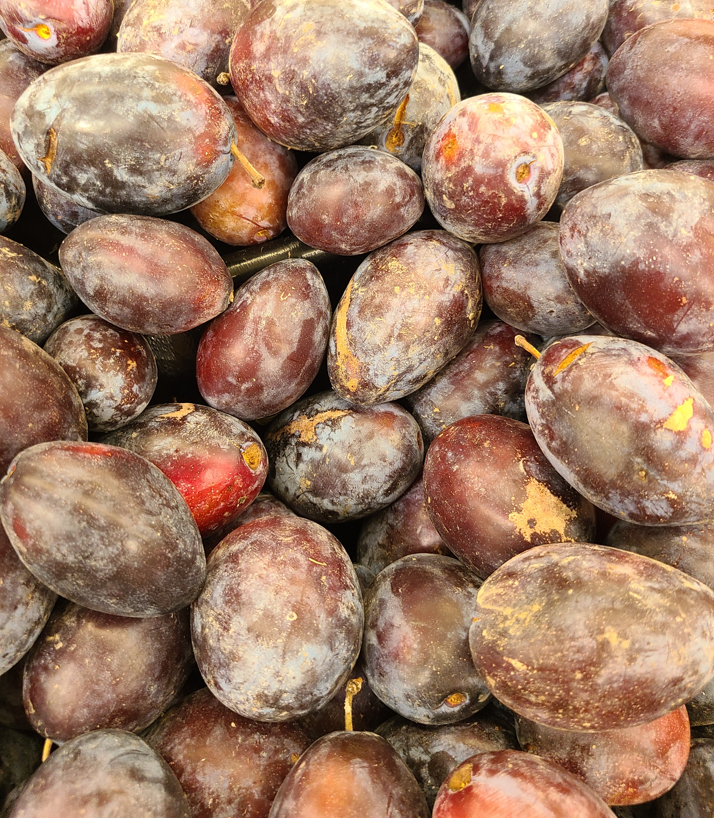 Empress Plums, (dead ripe) MLTSHP