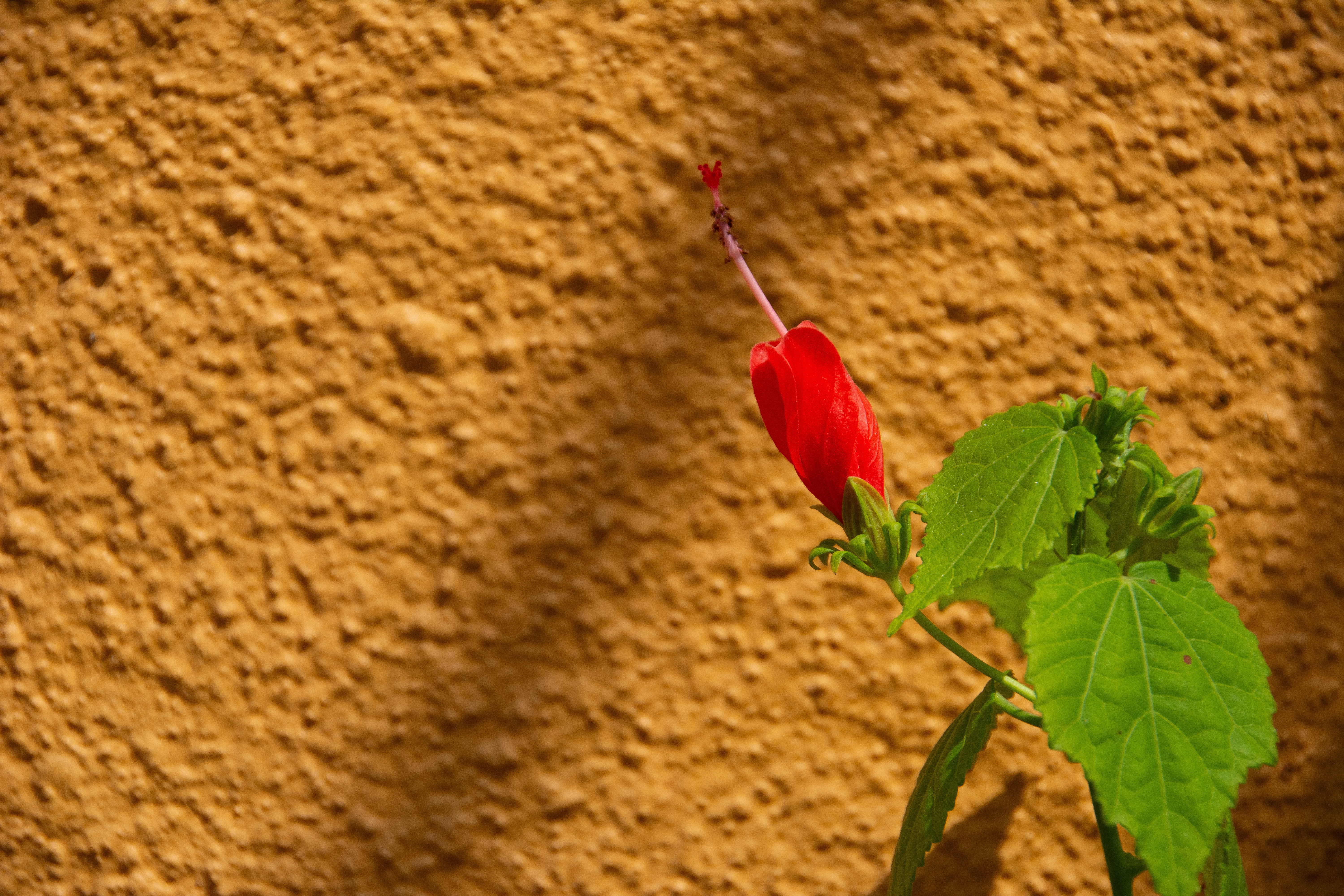 Turk's Cap, Yellow Wall MLTSHP