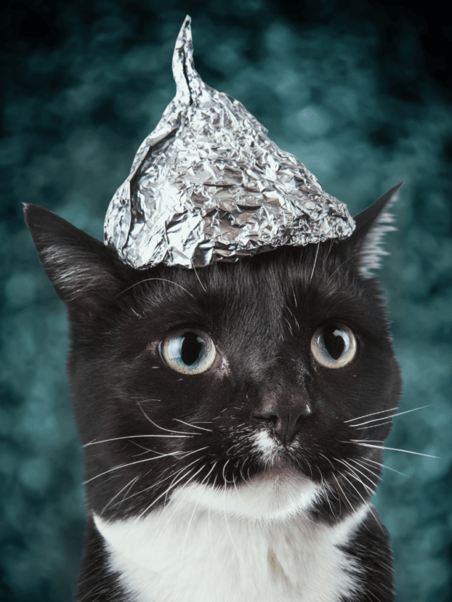 Black and White Cat Spiritual Meaning Explained The Spiritual Parrot