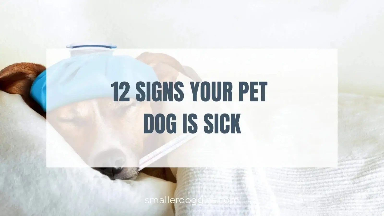 12 Signs Your Pet Dog Is Sick Smaller Doggies