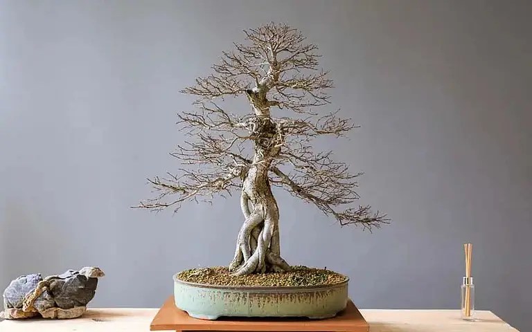 How Often Do You Water Bonsai Trees Bonsai Alchemist