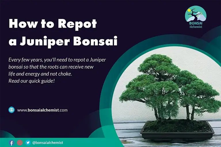 How to Fertilize a Juniper Bonsai Bonsai Alchemist 101