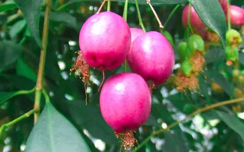 Syzygium Bonsai Care and Information Sheet