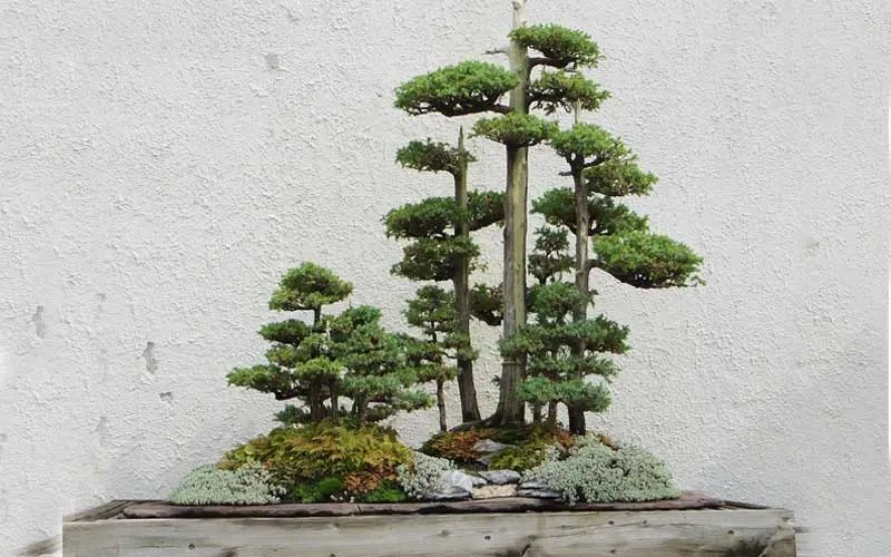How to Identify a Bonsai Tree Bonsai Alchemist