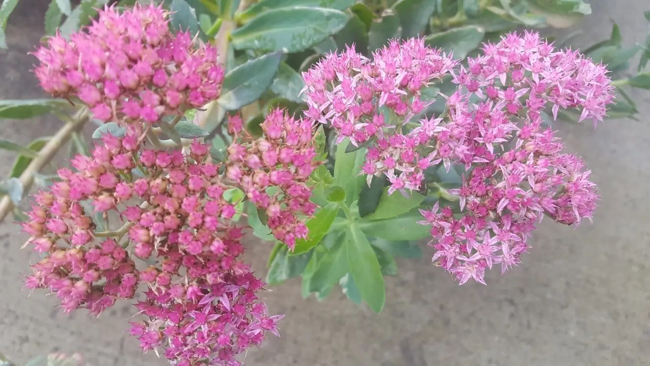 Showy Stonecrop