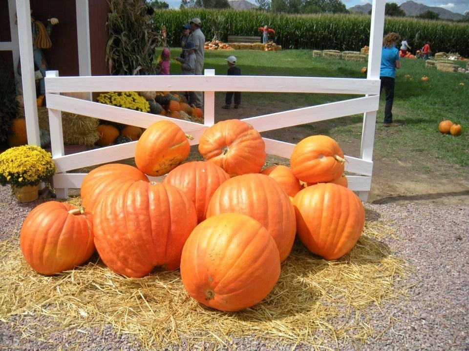Best Pumpkin Patches in Colorado Springs Visit Pikes Peak