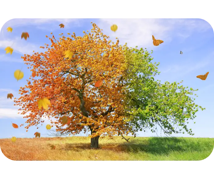 The Story Behind the Name How Life Mirror's Earths Seasons