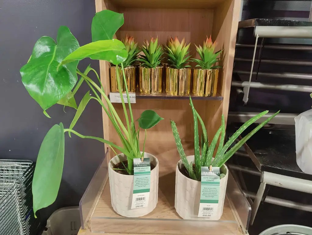 Waitrose Indoor Plants Complete List Outplanted