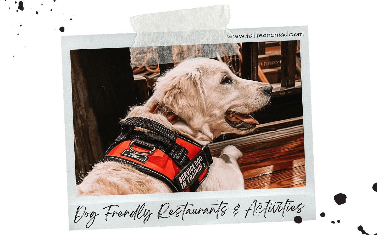 Ultimate List Of Dog Friendly Restaurants In Key West
