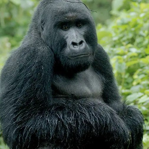 Gorilla FriendlyTM Pledge In Ruanda Gestartet » Gorilla Friendly
