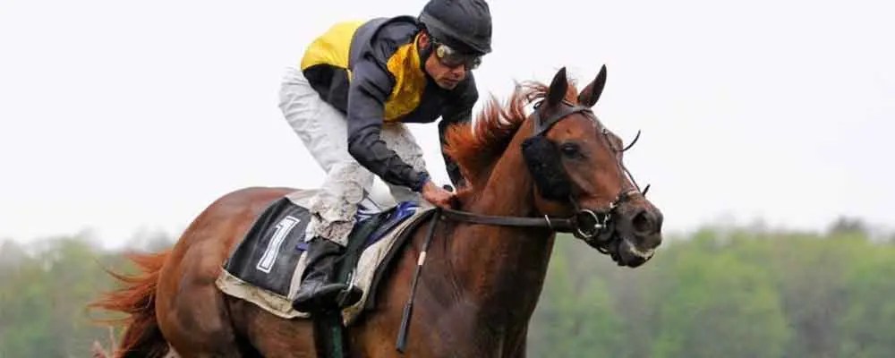 Horse Network Tipster Review Horse Racing Betting Tips