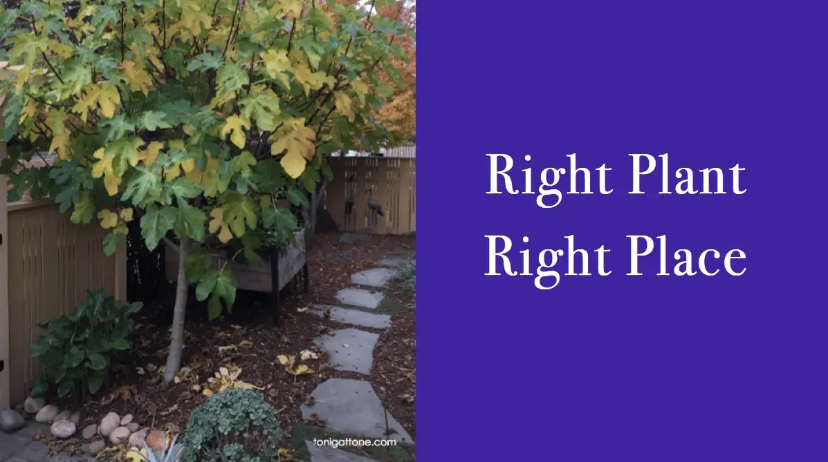 Right Plant, Right Place Toni Gattone