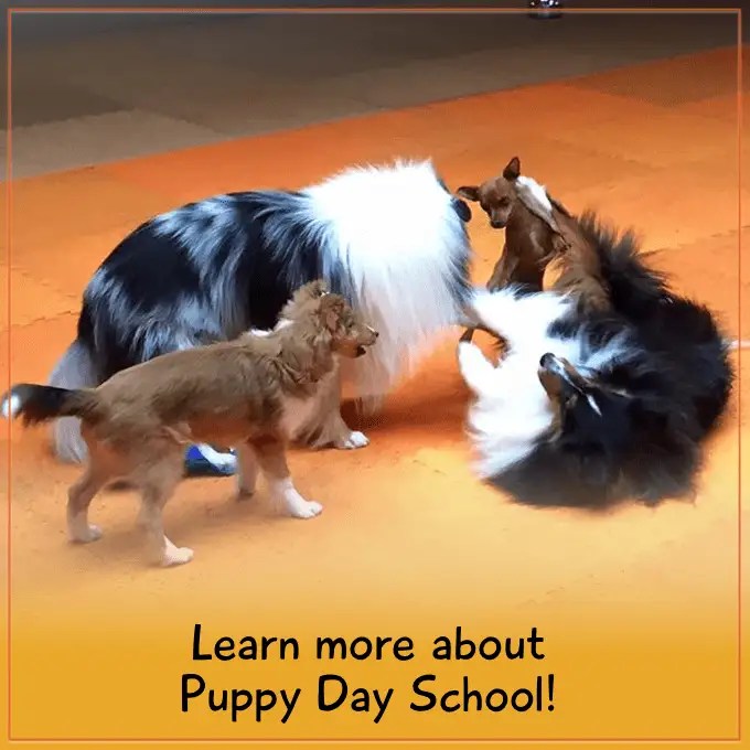 Returning to the Westminster Kennel Club Masters Agility Championship Crossbones Dog Academy