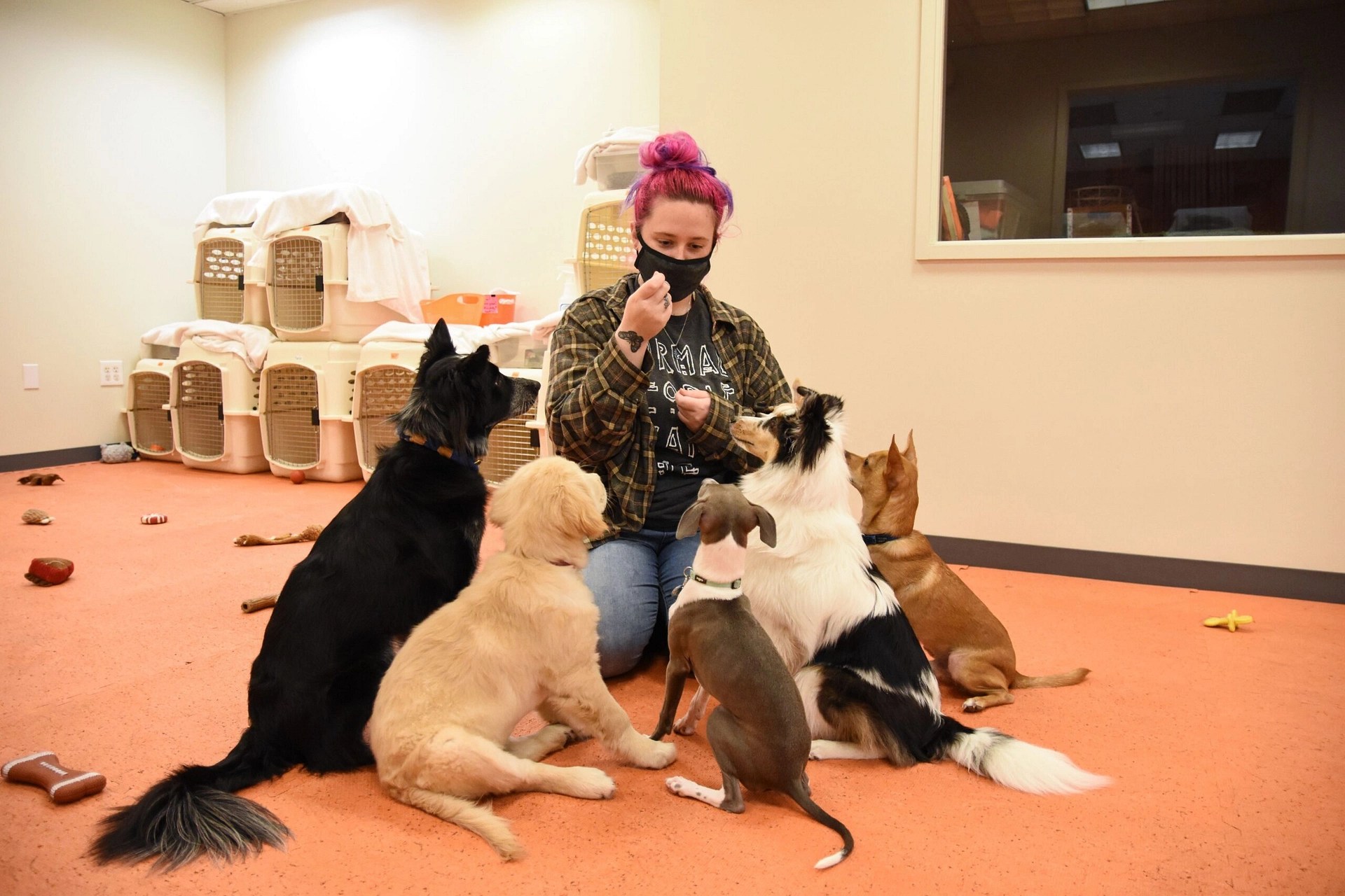 Dog Training & Daycare Careers in Providence, RI Crossbones Dog Academy