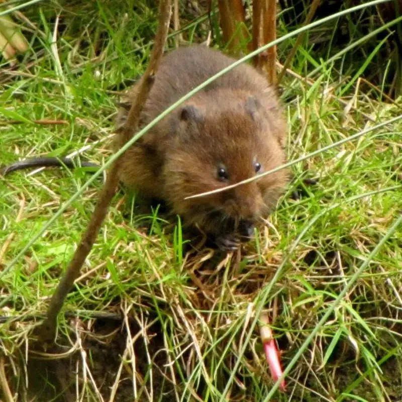 Water Vole & Otter Surveys CSA environmental