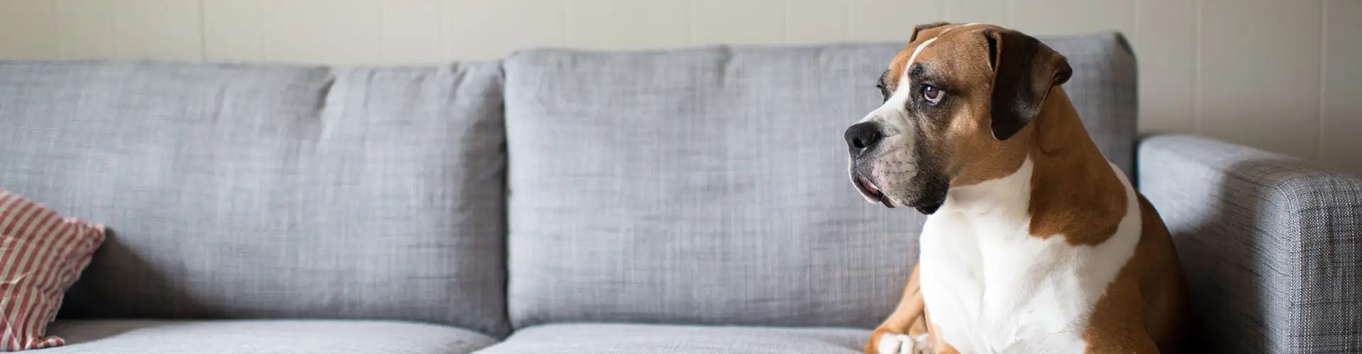 Other Locations Best Care Pet Hospital In Omaha