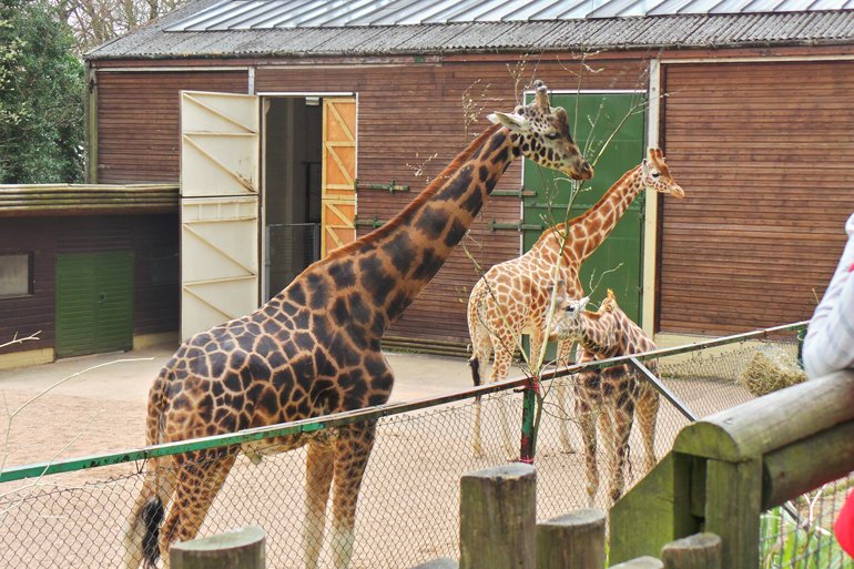 Dad's go free at Dudley Zoo this Sunday Black Country Radio