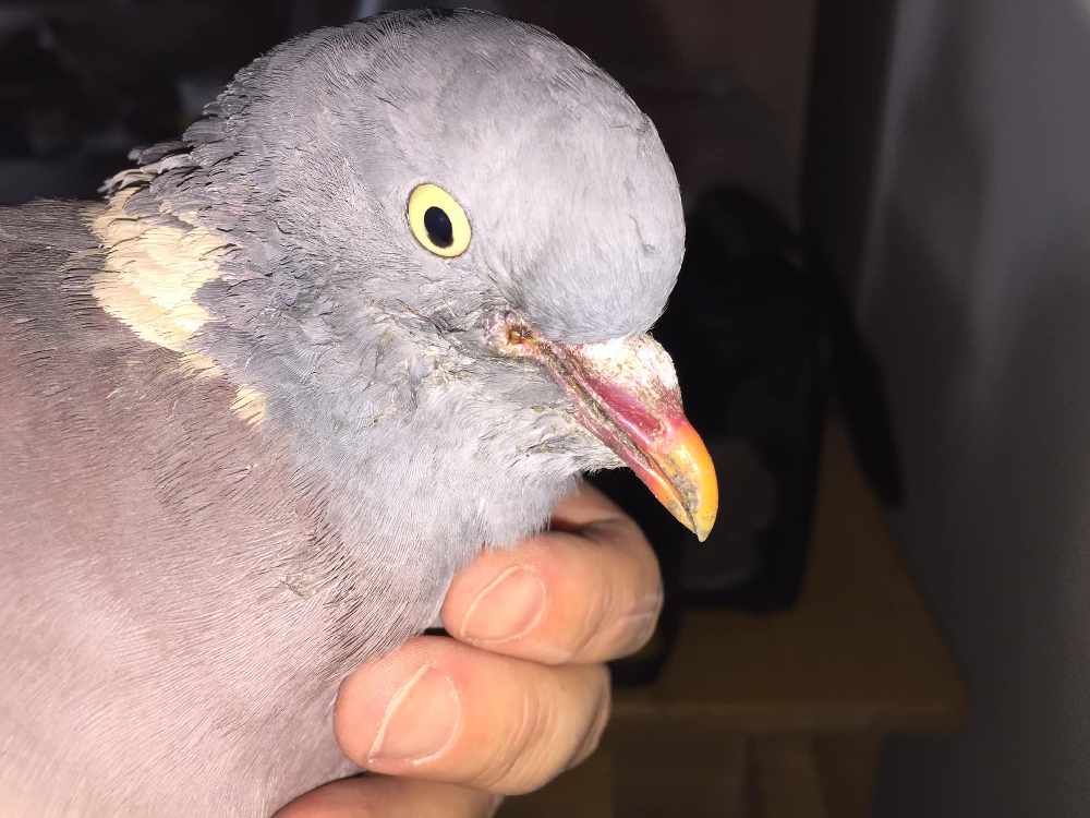 Charity confirms disease outbreak among pigeons 3FM Isle of Man