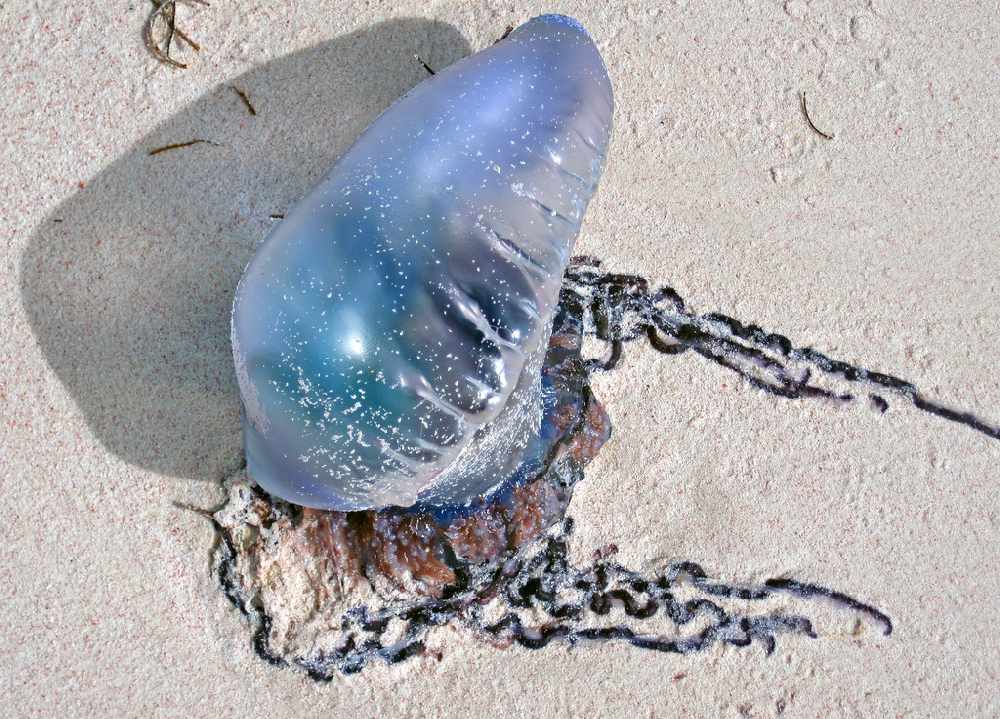 Venomous jellyfish spotted on West Cork beach Cork's 96FM