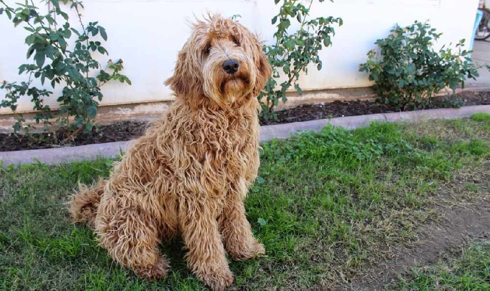 Inventor of the Labradoodle dog breed reveals regret as he 'created a