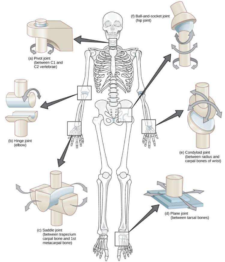 Is BJJ Bad For Your Joints? How To Train For Longevity