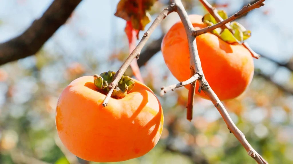 Persimmon Fruit Benefits for Diabetes