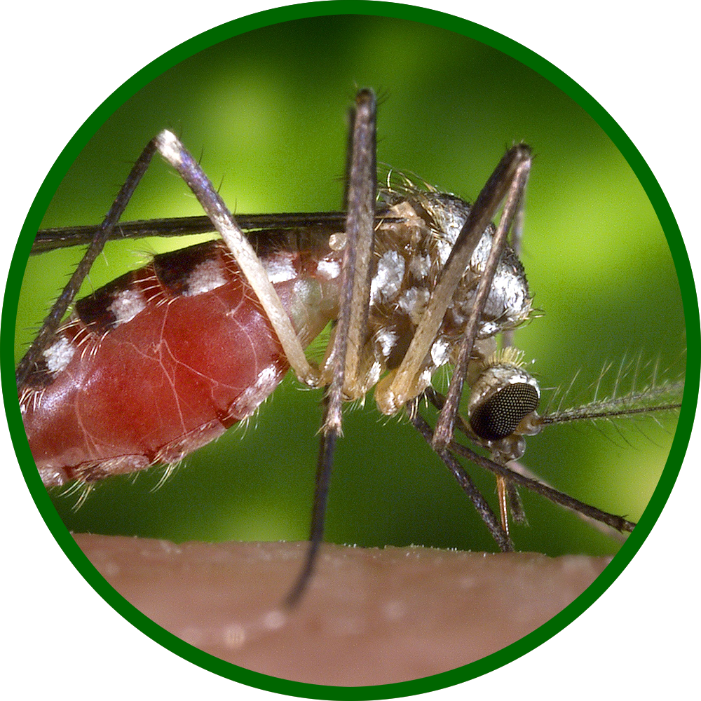 Mosquito Facts Metropolitan Mosquito Control District