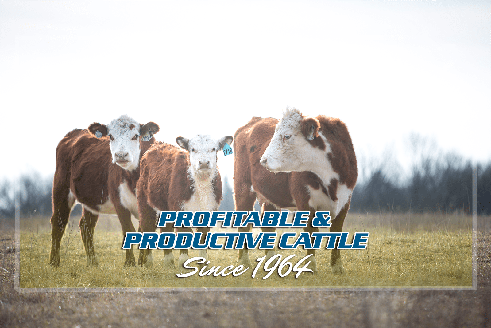 Home MM Ranch Polled Herefords Hereford Cattle in Kansas