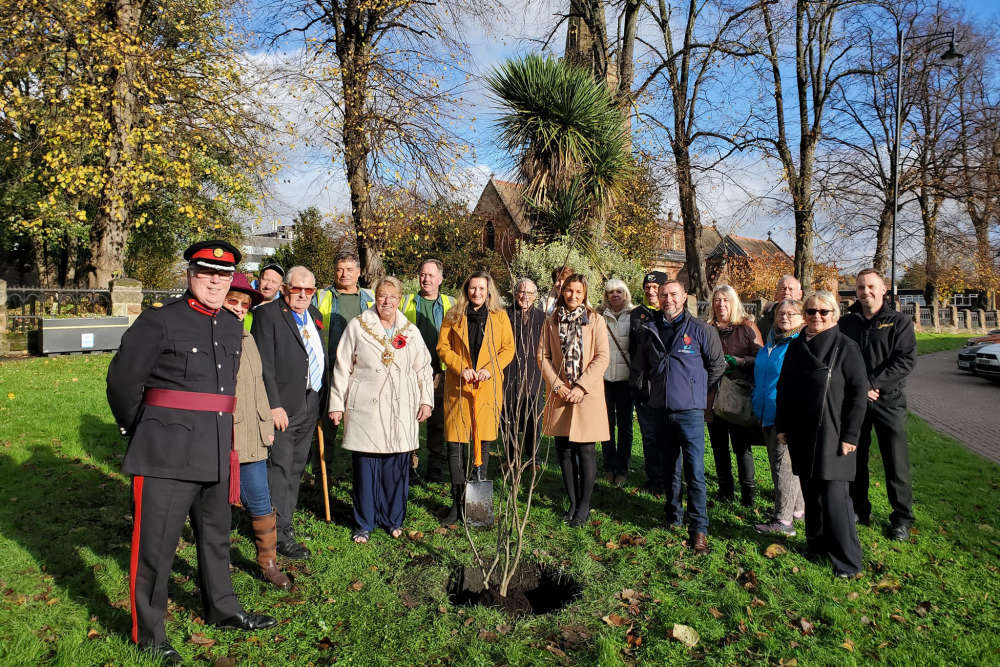 Tree from royal sculpture takes root in Halesowen Black Country Radio