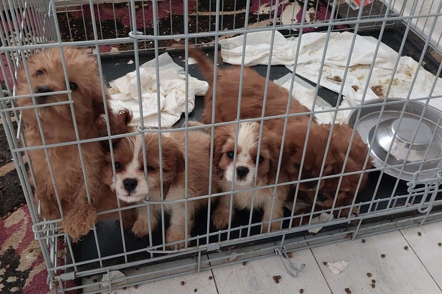 Illegal dog breeder ordered to pay almost £8k Black Country Radio