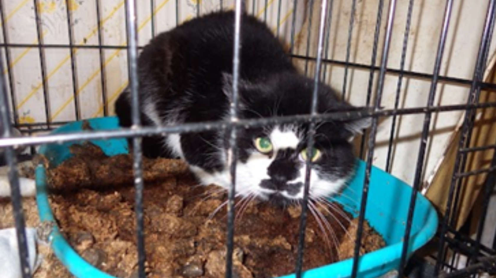 Nearly 500 reports of animal neglect made to RSPCA in just 10 months