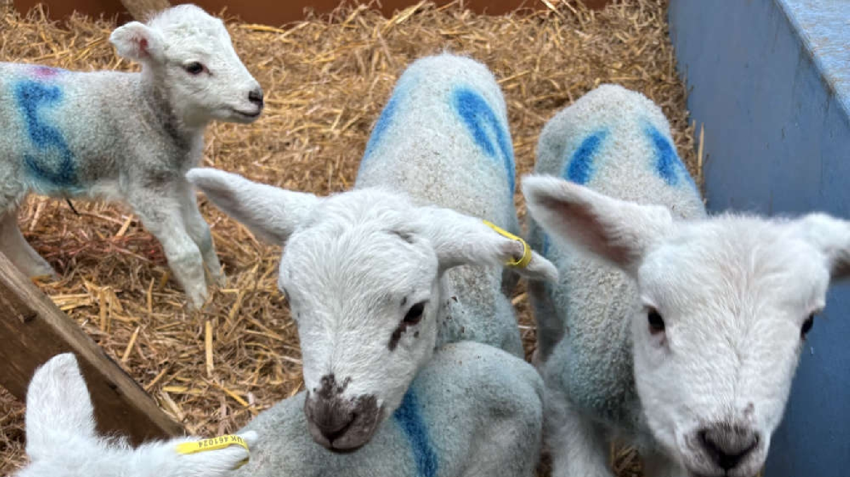 New animals await as Gulliver's Dinosaur and Farm Park in Milton Keynes is back open! MKFM 106