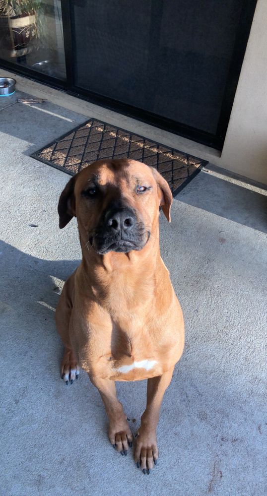 Lost Dog Mandurah 97.3 Coast FM