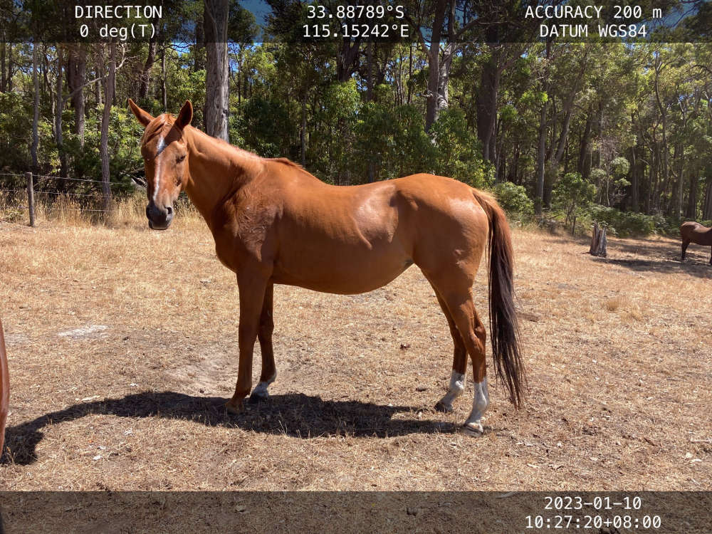 Mandurah couple fined over horse neglect 97.3 Coast FM