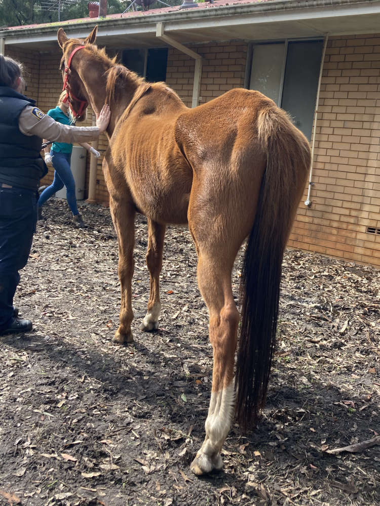 Mandurah couple fined over horse neglect 97.3 Coast FM