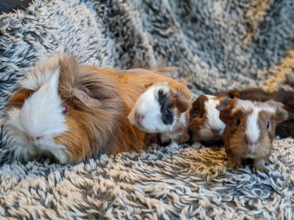 The RSPCA received more than 1,000 reports about guinea pigs last year