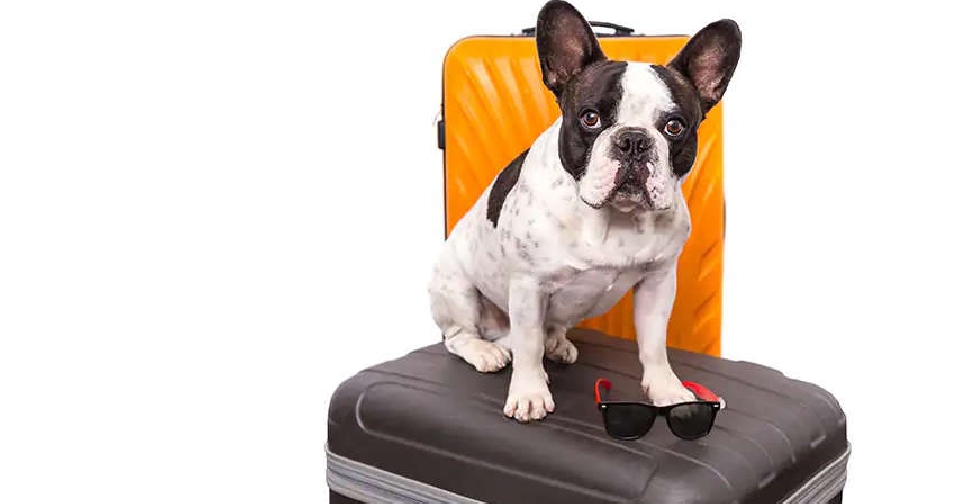 UAE carrier allows pets onboard Dubai Eye 103.8 News, Talk & Sports