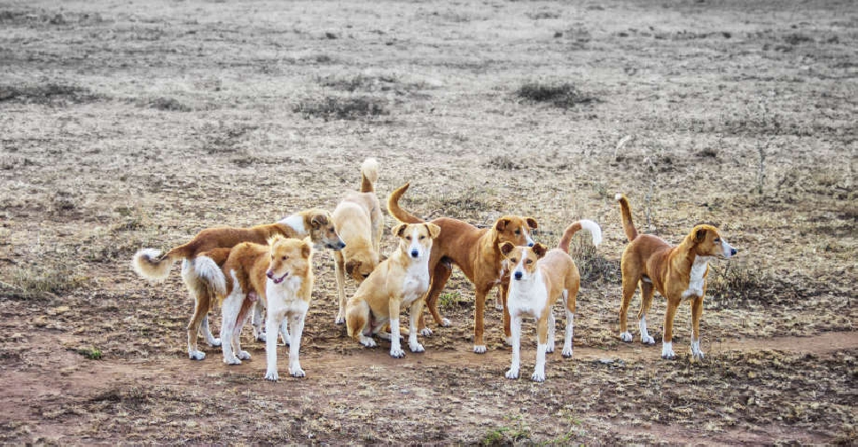 Abu Dhabi rolls out awareness drive to manage stray dogs Dubai 92