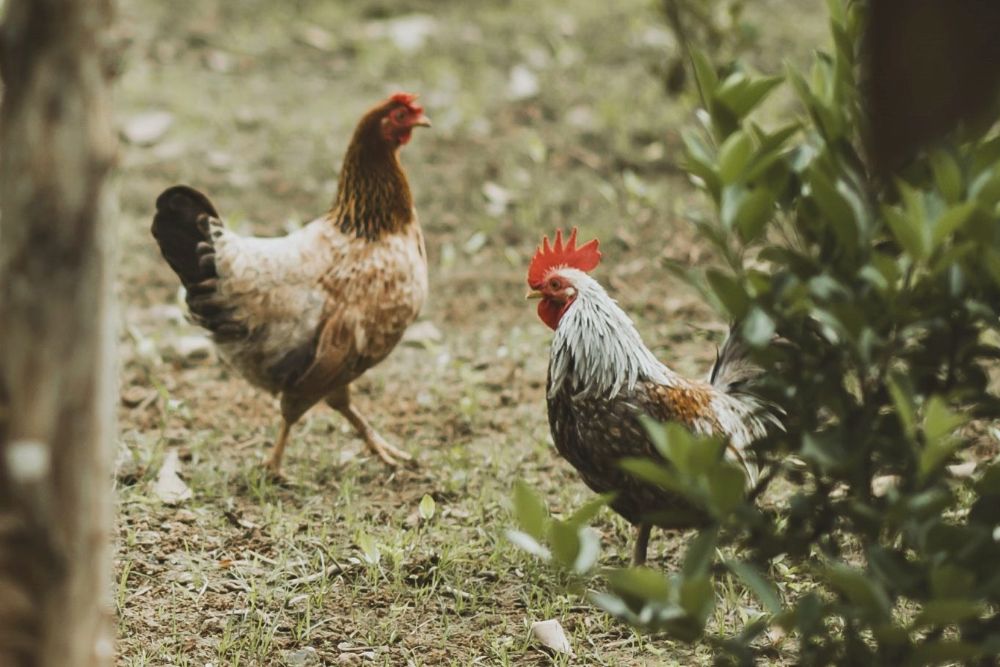 'Nuisance' Feral Chickens Culled Island FM