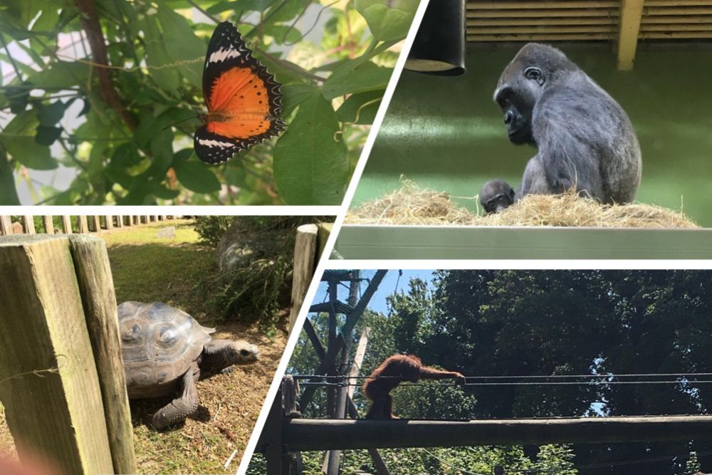 Durrell Hosting Live Broadcast From Jersey Zoo Island FM