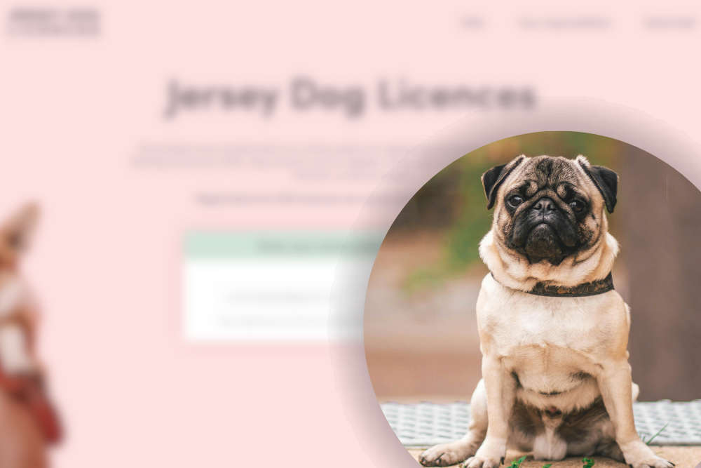 4 In 5 Dog Licence Requests Done Online Channel 103