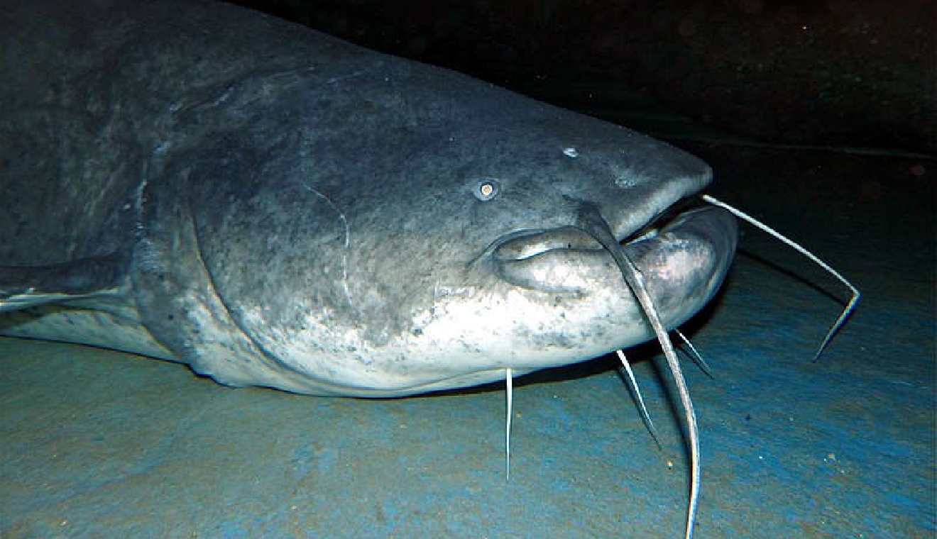 Massive catfish found in lake WRS