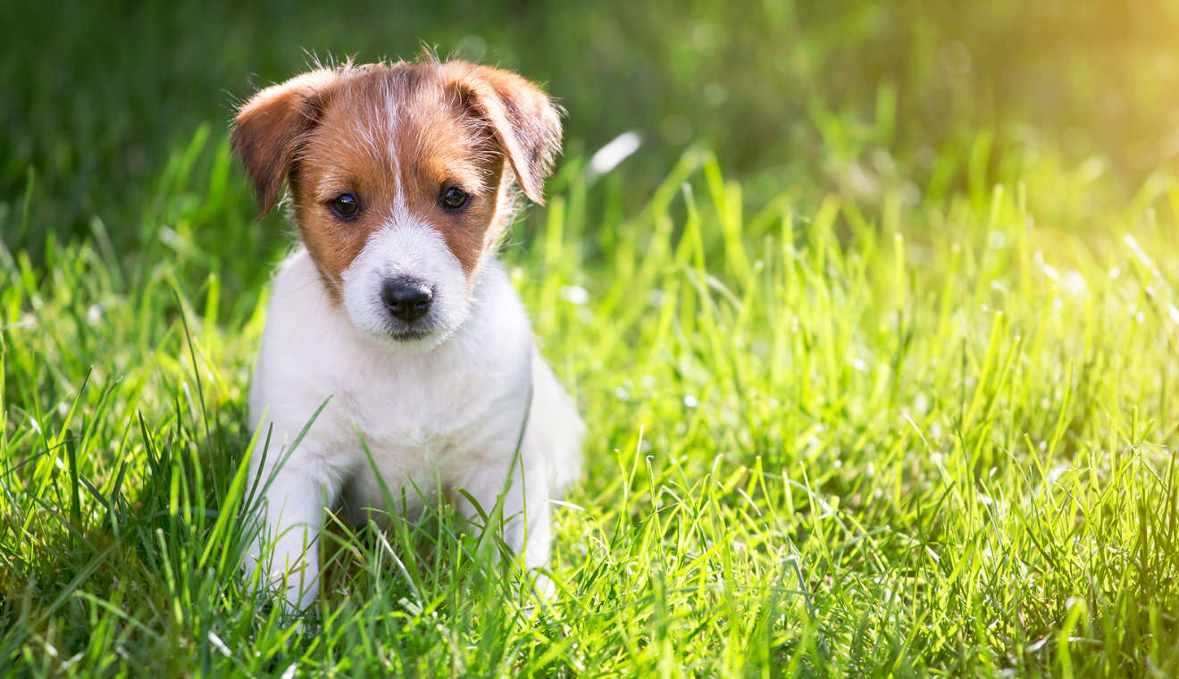 Pet dewormers work with people WRS