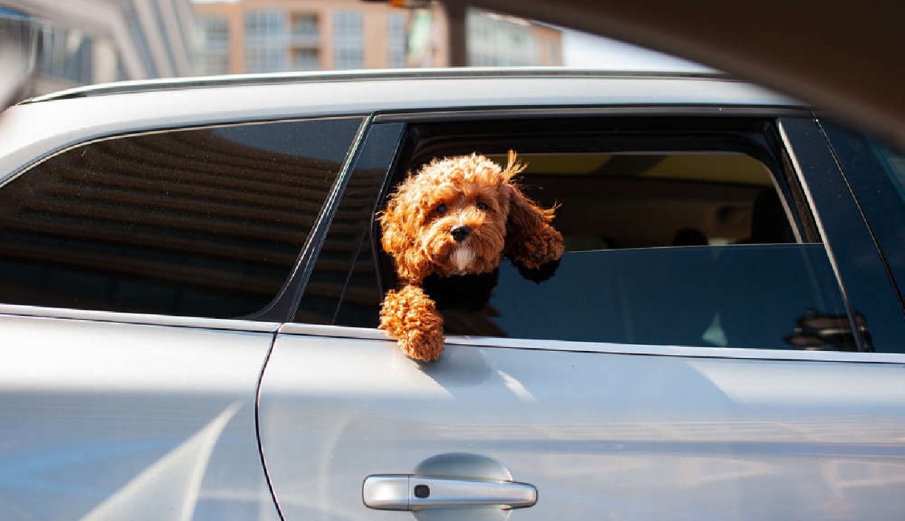 Woman fined thousands for leaving dog in hot car WRS